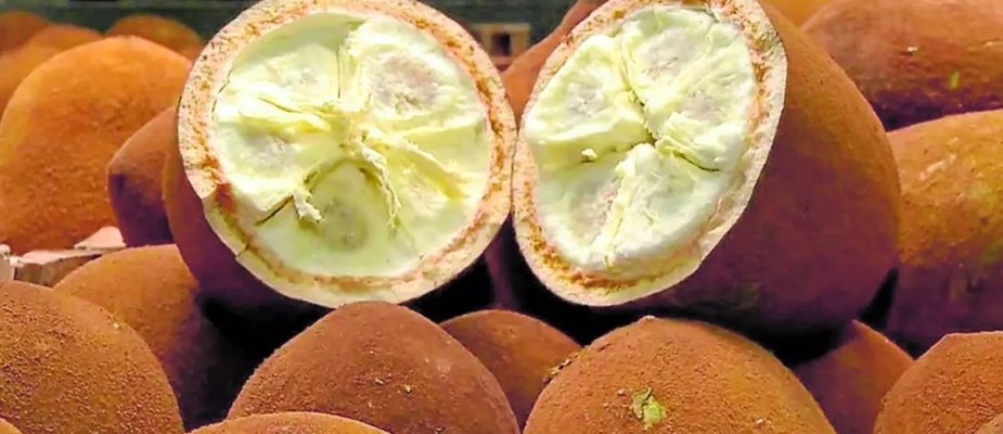 Como Cultivar Muda de Cupuaçu Como Cultivar Muda de Cupuaçu