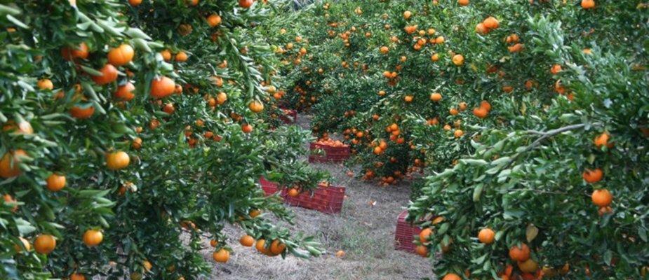 5 Mudas de Tangerina Incríveis da Mondini Plantas
