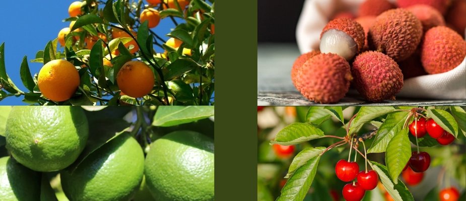 5 Mudas Imperdíveis da Mondini Plantas Para Seu Jardim