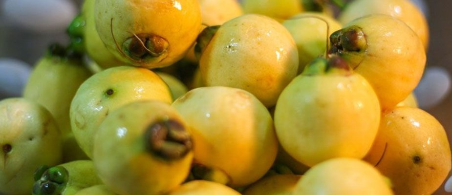 Como Cultivar Muda de Jambo Amarelo Como Cultivar Muda de Jambo Amarelo