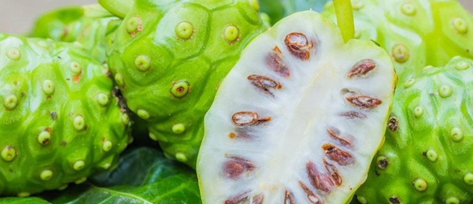 Como Cultivar Muda de Noni Como Cultivar Muda de Noni