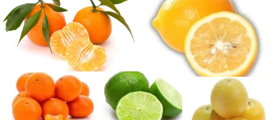 5 Mudas Cítricas Ideais para Cultivar no Seu Quintal e Ter Sucesso