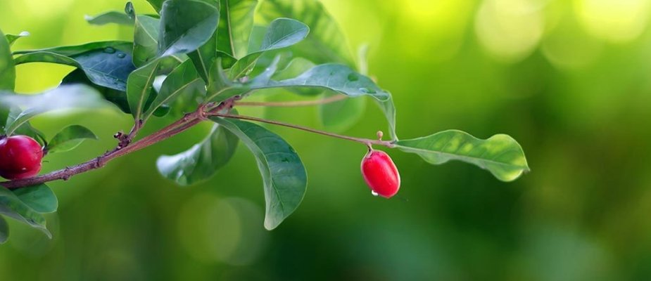 Como Cultivar Muda de Fruta Do Milagre Como Cultivar Muda de Fruta Do Milagre