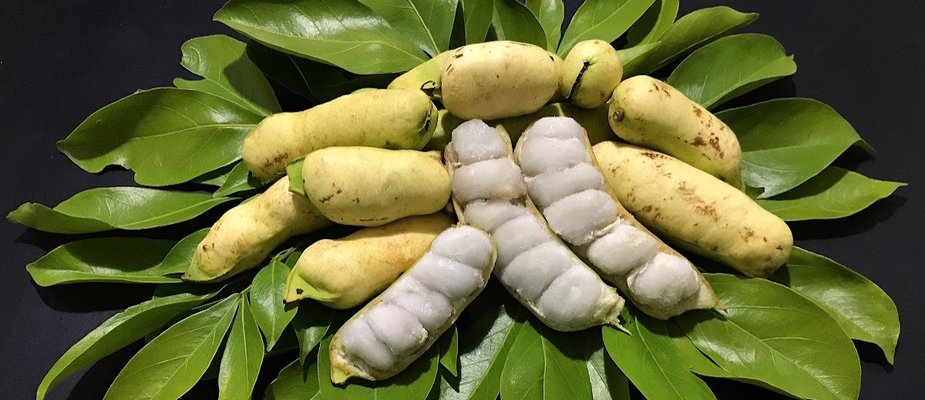 Como Cultivar Muda de Ingá Como Cultivar Muda de Ingá