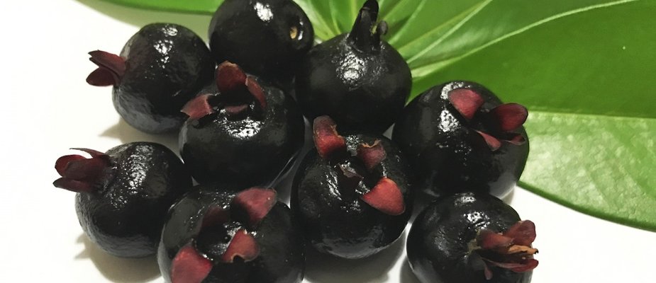 Como Cultivar Muda de Grumixama
