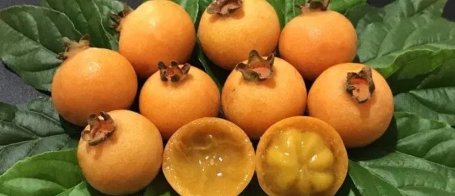 Como Cultivar Muda de Gabiroba