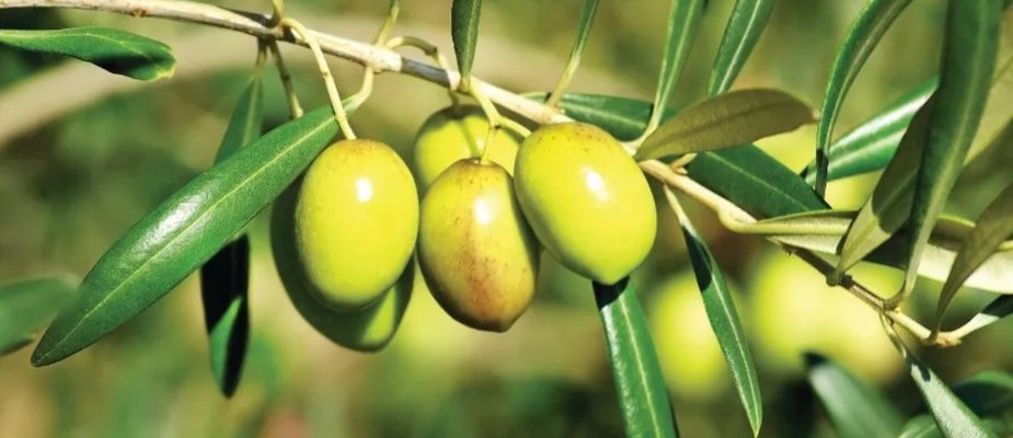 Como Cultivar Muda de Oliveira Azeitona Como Cultivar Muda de Oliveira Azeitona