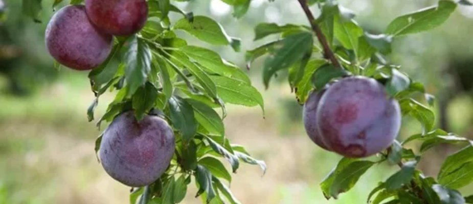 Como Cultivar Muda de Ameixa Reubennel Enxertada