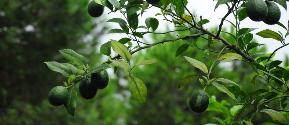 Como Cultivar Muda de Limão Tahiti Enxertada Como Cultivar Muda de Limão Tahiti Enxertada