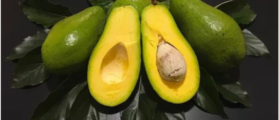 Como Cultivar Muda de Abacate comum
