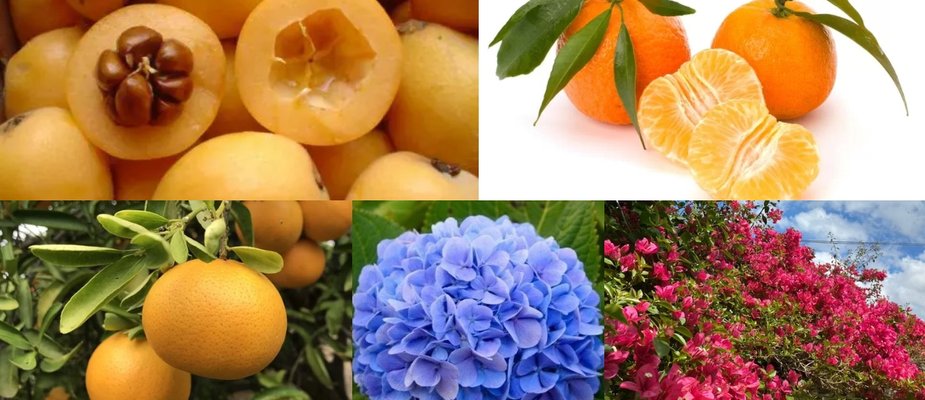 5 Mudas Frutíferas e Ornamentais Perfeitas Para o Seu Quintal