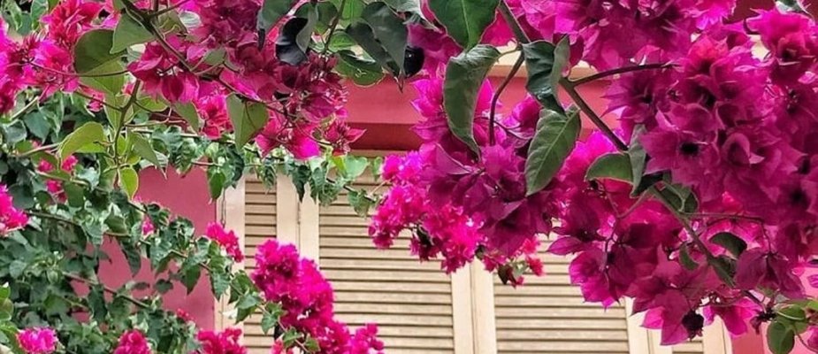 Como Cultivar Muda de Primavera Trepadeira