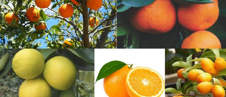 5 Cítricas que Você Pode Cultivar Fácil!