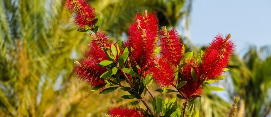 Como Cultivar Muda de Calistemo Como Cultivar Muda de Calistemo