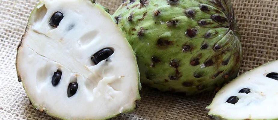 Como Cultivar Muda de Fruta Pinha Enxertada
