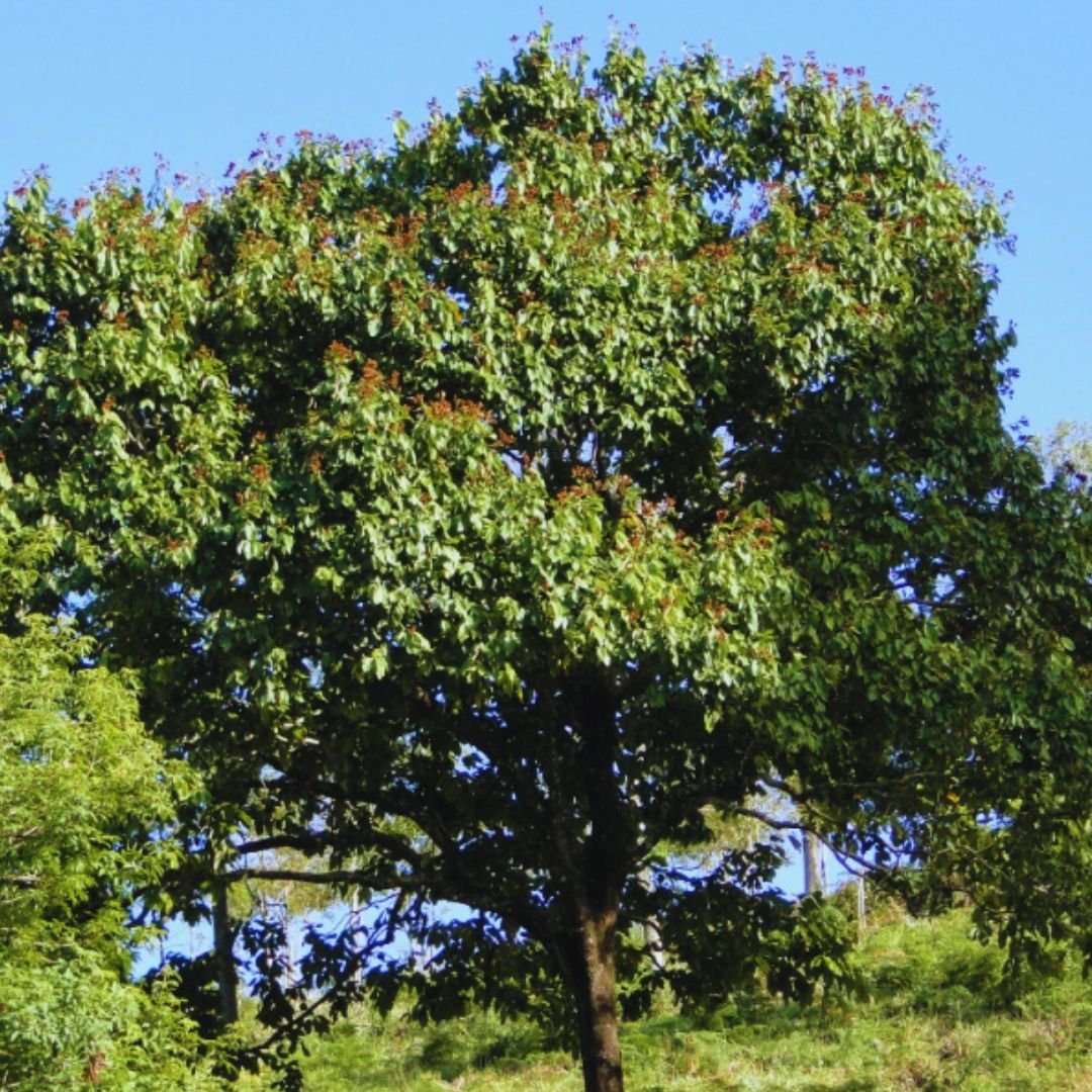Muda de Açoita Cavalo