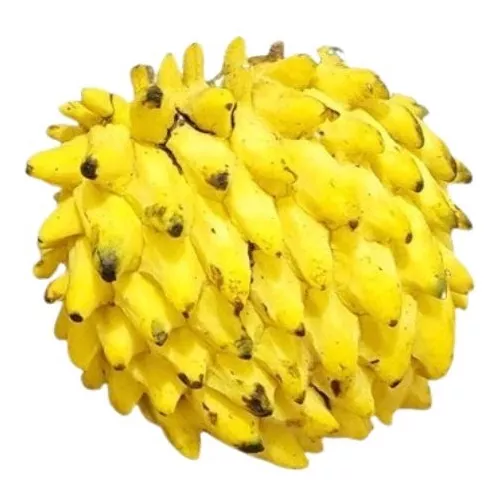 Muda de Biribá Enxertada