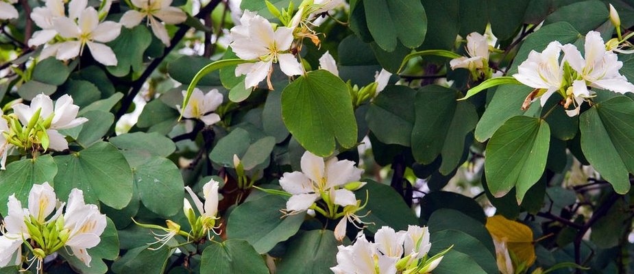 Como Cultivar Muda de Pata de Vaca