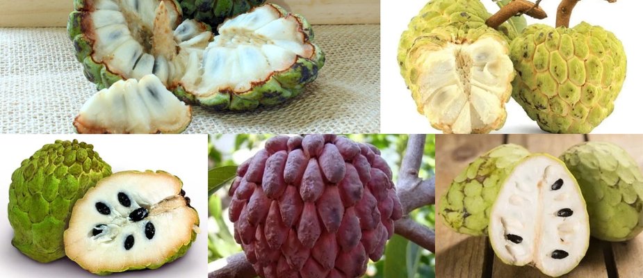5 Mudas de Anonàceas para Você Cultivar