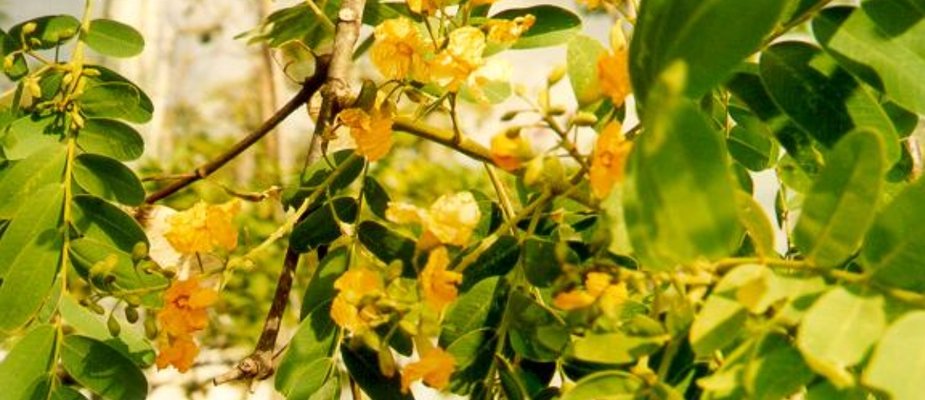 Como Cultivar Muda de Tipuana Arvore Para Sombra