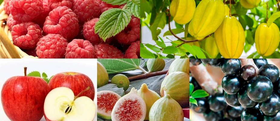 5 Mudas Frutíferas para Saborear em Casa