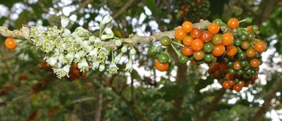 Como Cultivar Muda de Fruta do Sabiá Como Cultivar Muda de Fruta do Sabiá