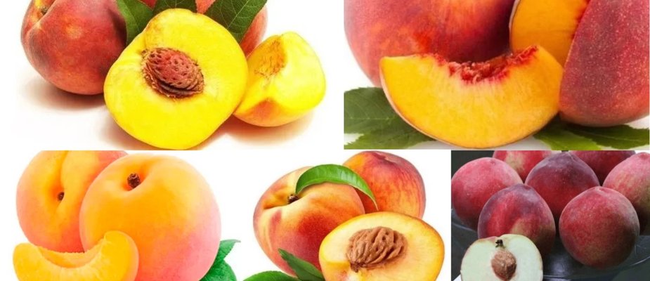 Como cultivar 5 mudas de pêssego e ter sucesso no pomar
