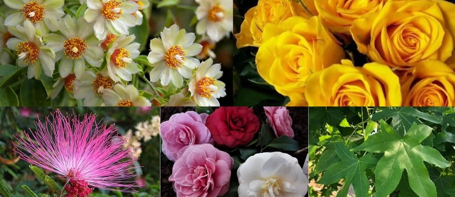 Cultive estas 5 Mudas Ornamentais e Surpreenda-se Cultive estas 5 Mudas Ornamentais e Surpreenda-se