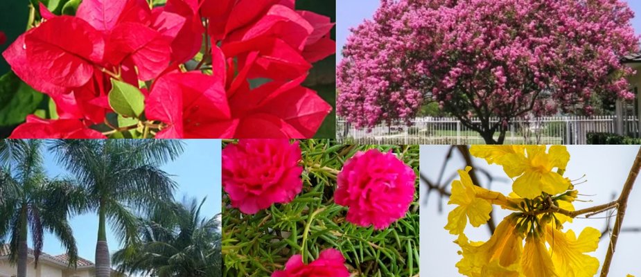 Top 5 Mudas Ornamentais para seu Lar