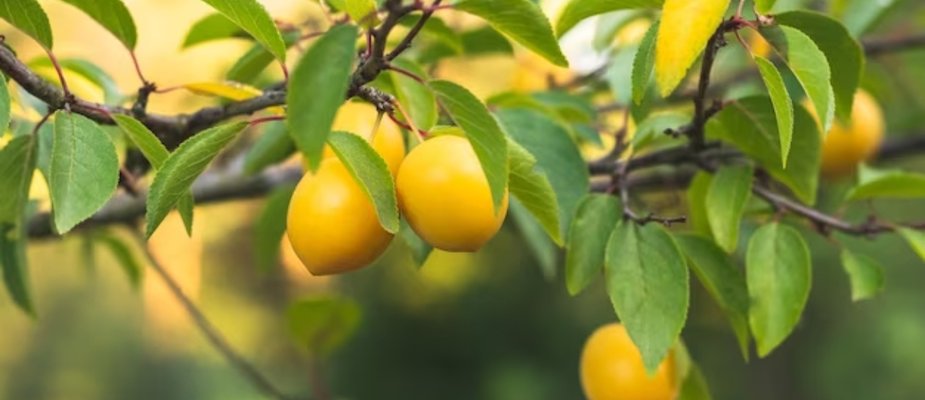 Como Cultivar Muda de Ameixa Amarelinha Enxertada