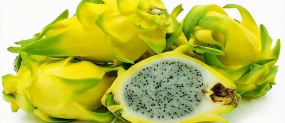 Como Cultivar Muda de Pitaya Golden