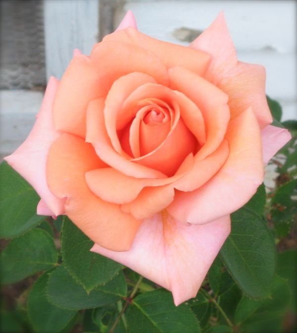 Muda de Roseira Pêssego
