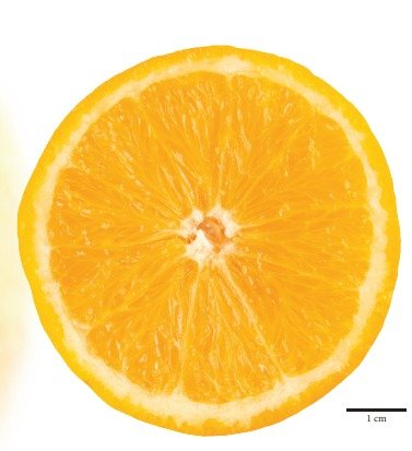 Muda de Laranja Hamlin Enxertada