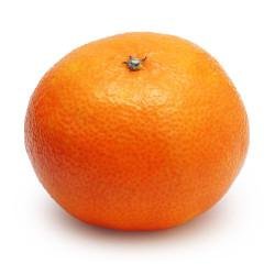 Muda de Tangerina Victoria Enxertada