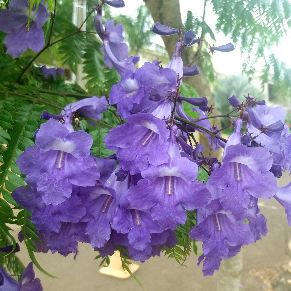 Muda de Caroba