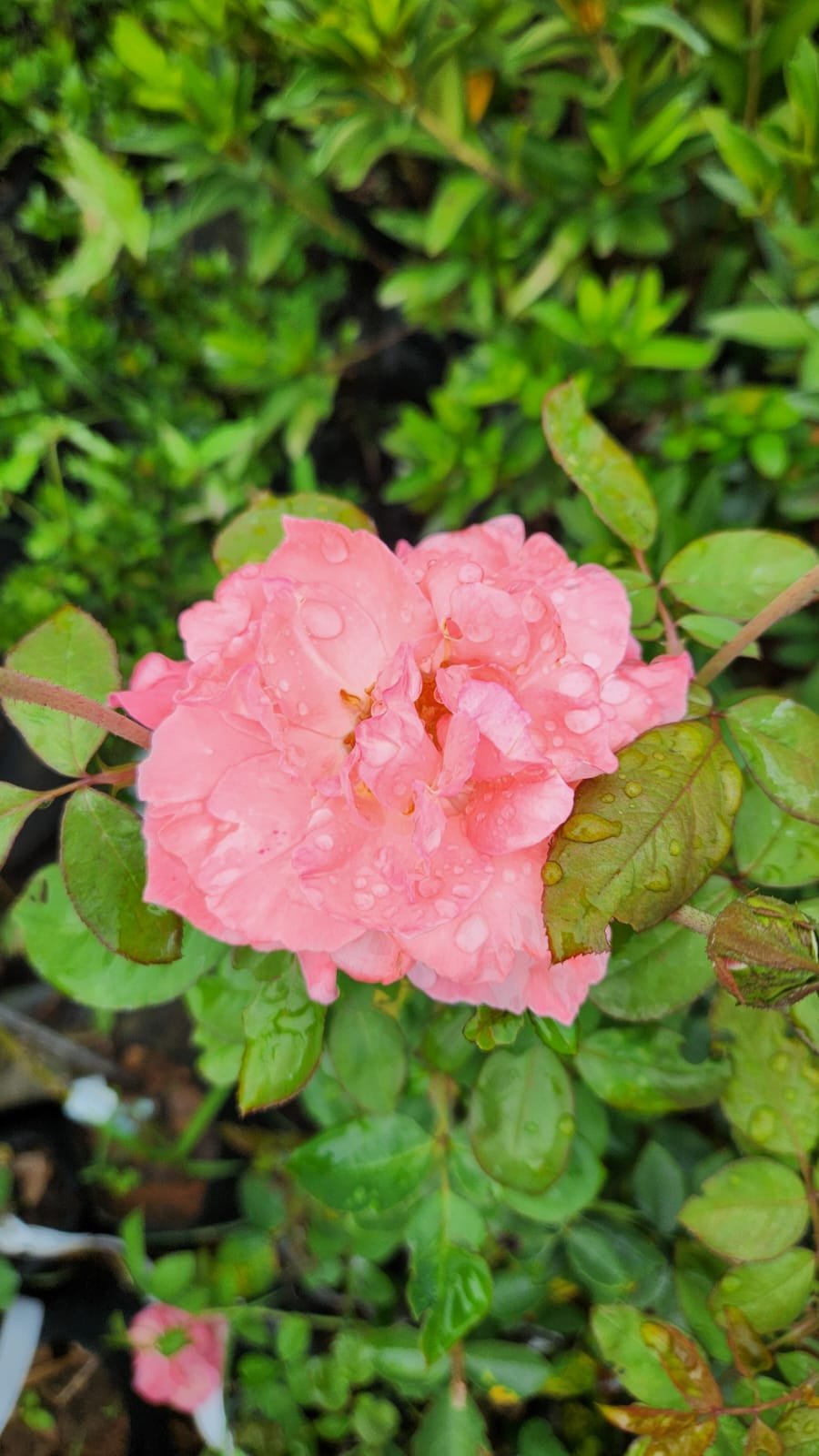 Muda de Roseira Rosa Edla