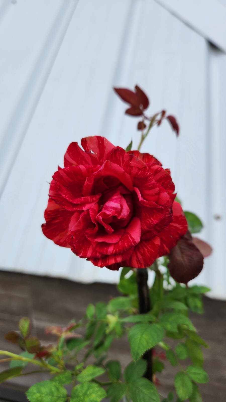 Roseira Vermelho Rajada