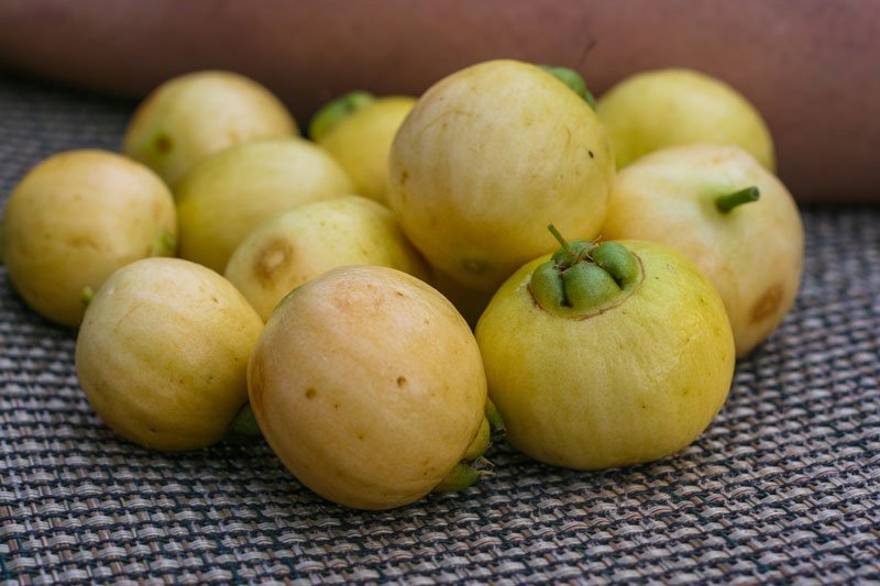 Muda de Jambo Amarelo