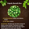 Muda de Lúpulo Sorachi Ace Mondini Plantas Muda de Lúpulo Sorachi Ace Mondini Plantas