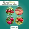 Kit 4 Mudas de Maçã Enxertadas Mondini Plantas
