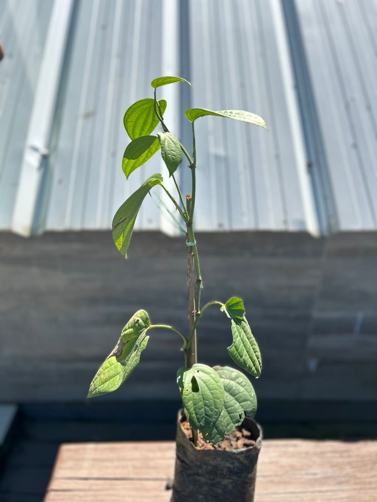 Muda de Pimenta do Reino