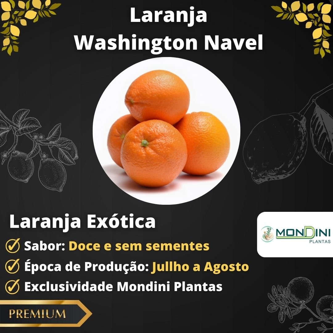 Muda de Laranja Washington Navel Umbigo Enxertada