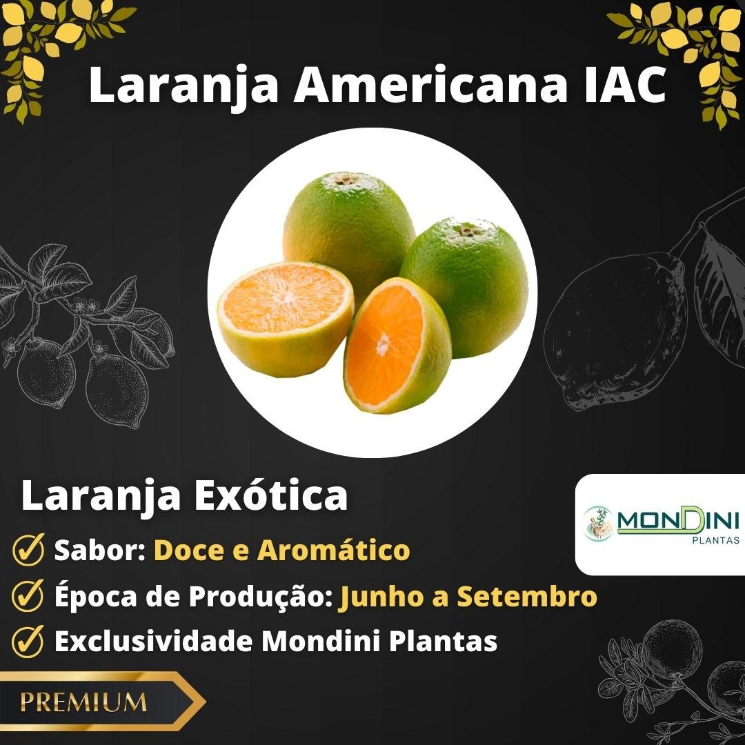 Muda de Laranja Americana IAC Enxertada (Citrus sinensis) - Produz Rápido