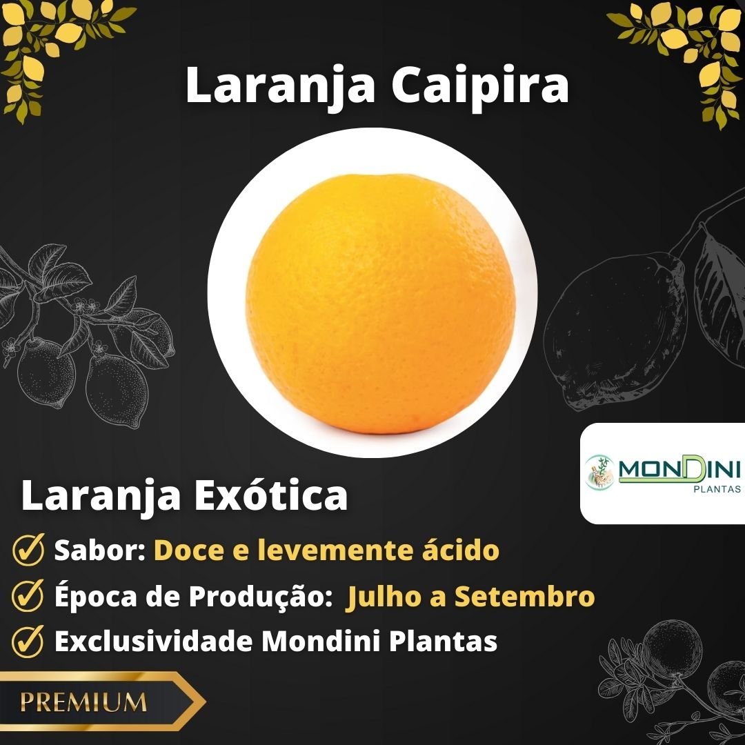 Muda de Laranja Caipira (Citrus sinensis) Enxertada, Produz Rápido