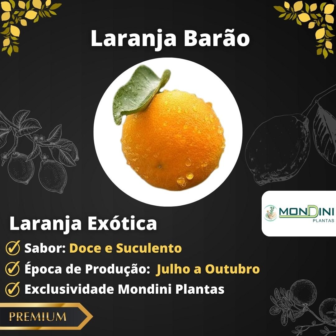 Muda de Laranja Barão Enxertada