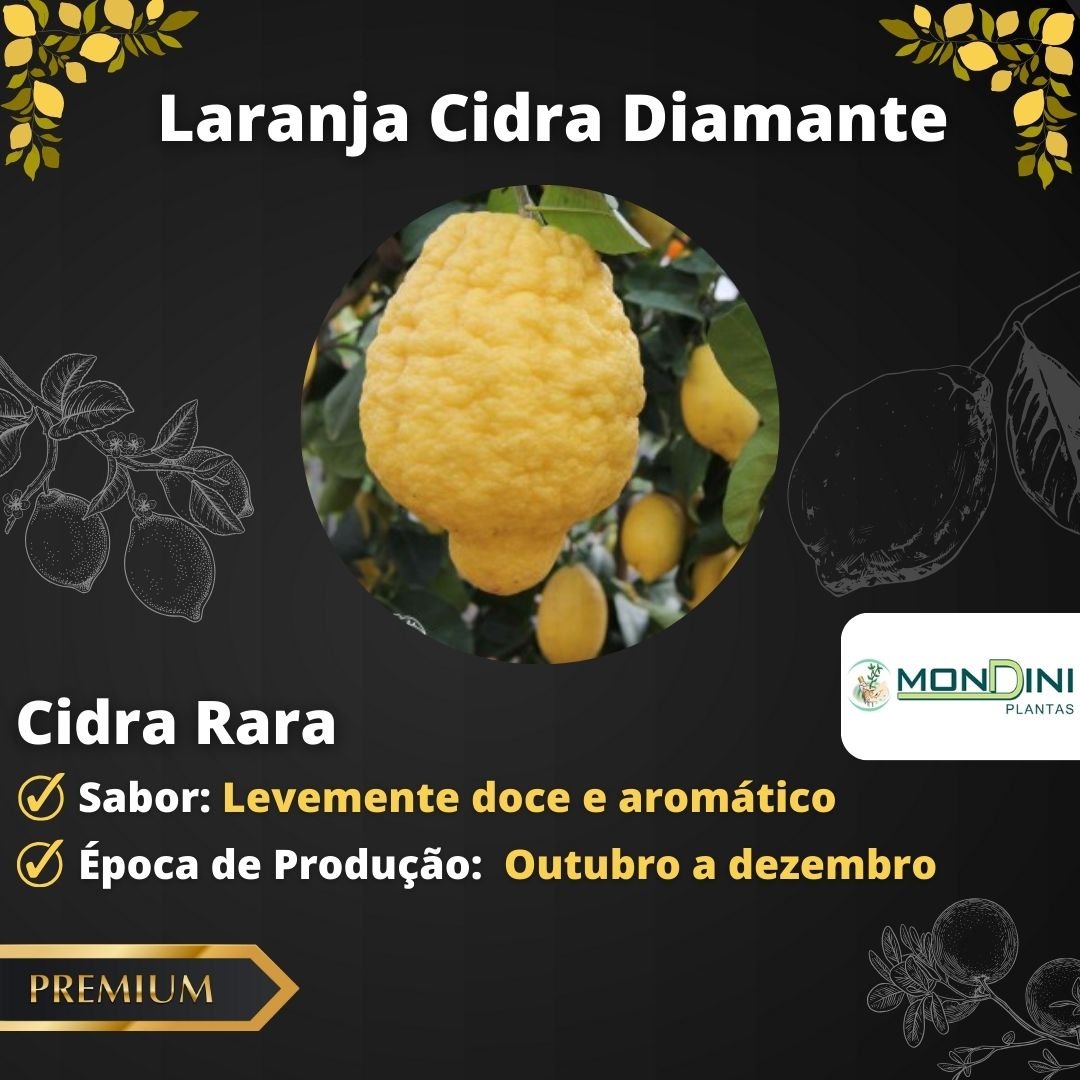 Muda de Laranja Cidra Diamante Enxertada