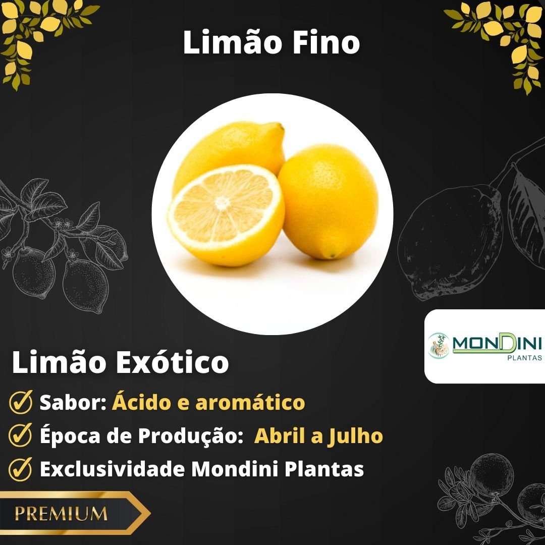 Muda de Limao Fino Enxertada