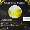 Muda de Limão Caviar Brasileiro Mondini Plantas