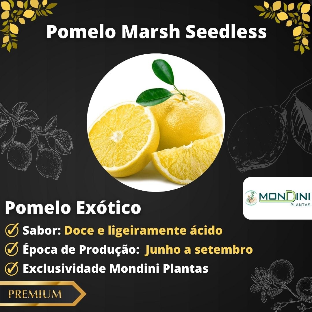 Muda de Laranja Pomelo Marsh Seedles Enxertada