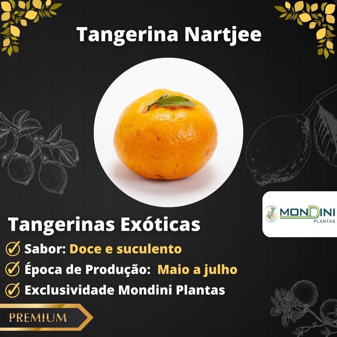 Tangerina "Ponkan" Nartjee